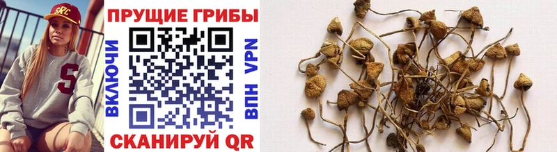 Купить закладки  Чернушка  Псилоцибиновые грибы прущие грибы 
